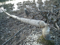 Beaver Damage