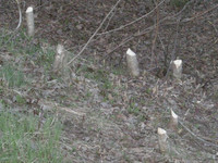 Beaver Damage